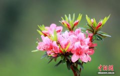 广西三江：杜鹃花开游人醉